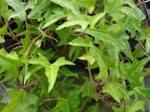 Hedera helix 'Sagittifolia'
