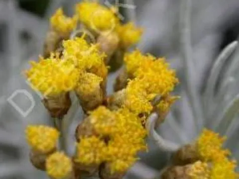 Helichrysum italicum