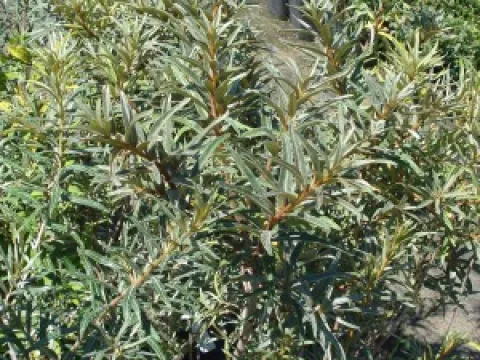 Hippophae rhamnoides 'Pollmix'