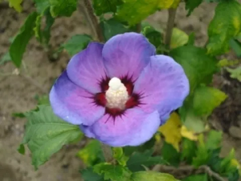 Hibiscus syriacus 'Azurri'
