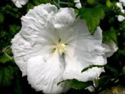Hibiscus syriacus 'Diana'
