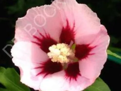 Hibiscus syriacus 'Hamabo'