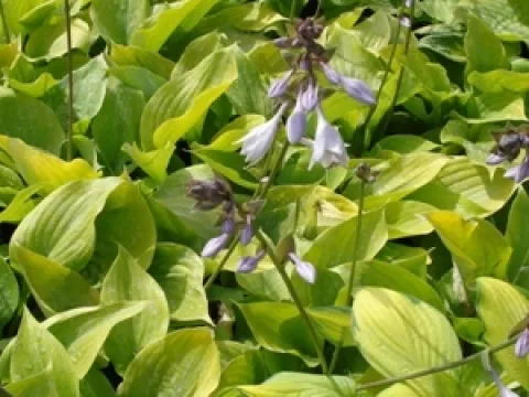 Hosta 'Sum and Substance'