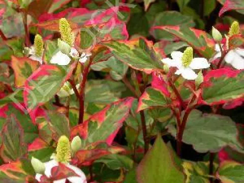 Houttuynia cordata 'Chameleon'