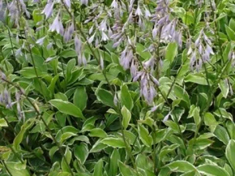 Hosta undulata 'Albomarginata'