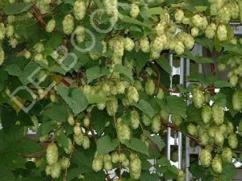 Humulus lupulus