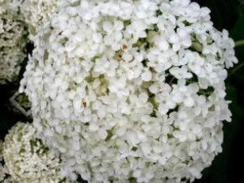 Hydrangea arborescens 'Annabelle'