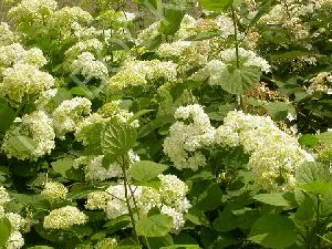 Hydrangea arborescens 'Grandiflora'