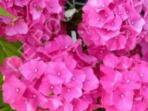 Hydrangea macrophylla 'Alpengluhen'