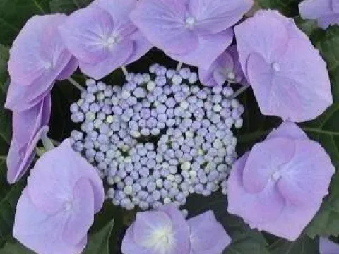 Hydrangea macrophylla 'Blaumeise'
