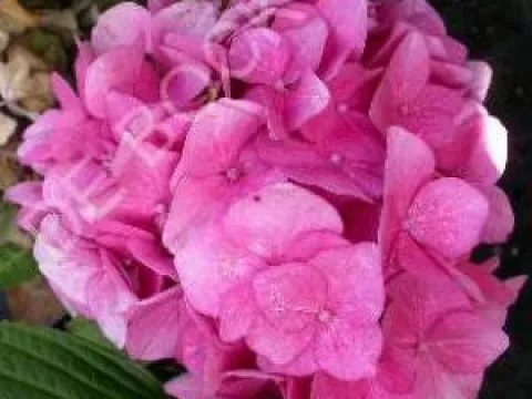 Hydrangea macrophylla 'Bodensee'