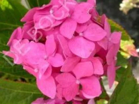 Hydrangea macrophylla 'Blauer Prinz'
