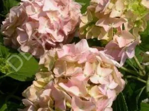 Hydrangea macrophylla 'Bouquet Rose'