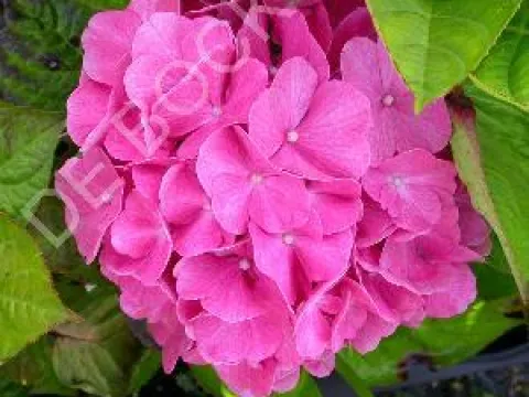 Hydrangea macrophylla 'King George V'