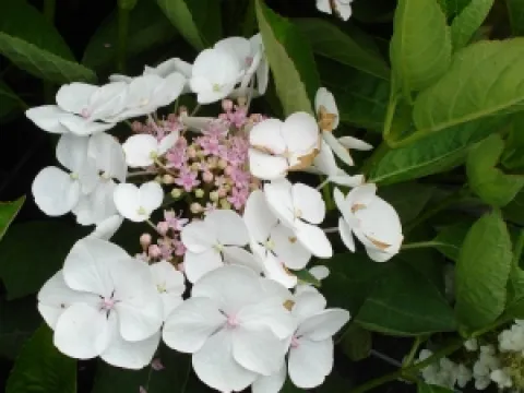 Hydrangea macrophylla 'Libelle'