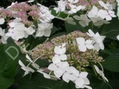 Hydrangea macrophylla 'Lanarth White'