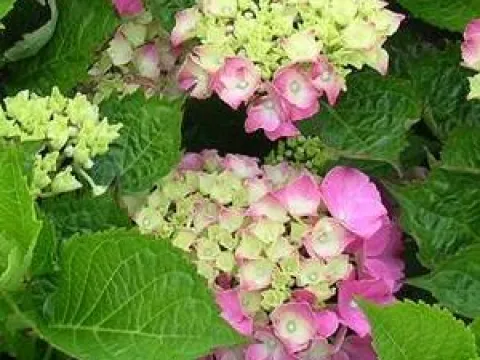 Hydrangea macrophylla 'Masja'