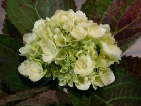 Hydrangea macrophylla 'Mme E. Mouillère'
