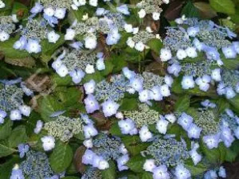 Hydrangea macrophylla 'Mariesii Perfecta'=BLUE WAVE