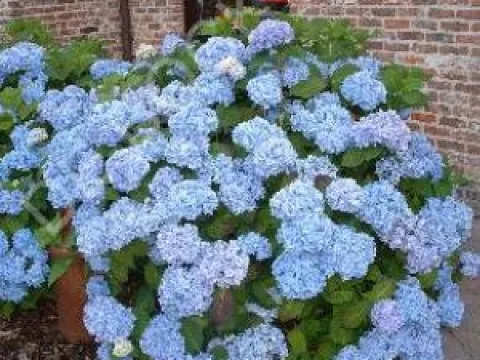 Hydrangea macrophylla 'Nikko Blue'