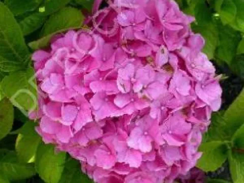 Hydrangea macrophylla 'Pia'