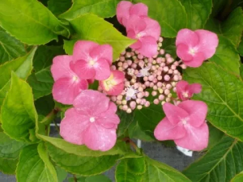 Hydrangea macrophylla 'Rotkehlchen'