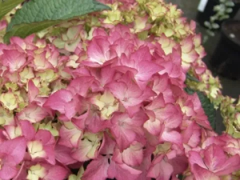 Hydrangea macrophylla 'Selma'