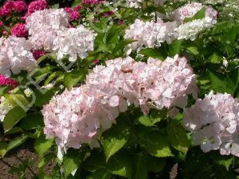 Hydrangea macrophylla 'Soeur Thérèse'