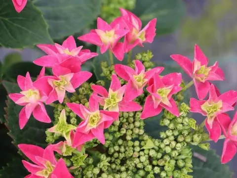 Hydrangea macrophylla 'Feather Pink'