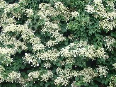 Hydrangea anomala subsp. petiolaris