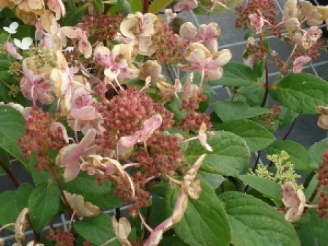 Hydrangea paniculata 'Early Sensation'