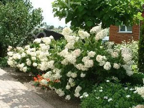 Hydrangea paniculata 'Grandiflora'