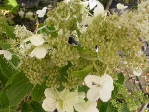Hydrangea paniculata 'Kyushu'