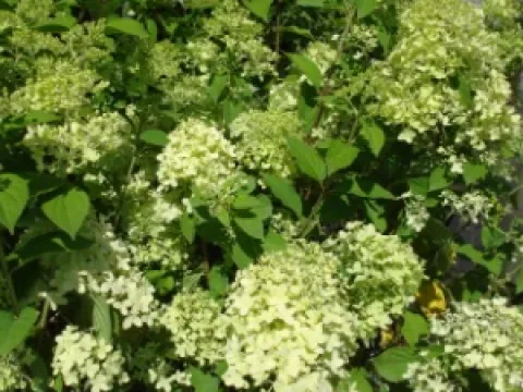 Hydrangea paniculata 'Limelight'