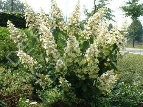 Hydrangea paniculata 'Unique'
