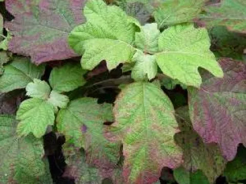 Hydrangea quercifolia