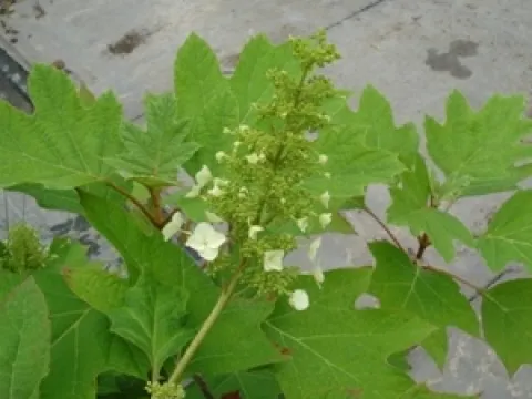 Hydrangea quercifolia 'Alice'