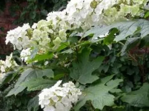 Hydrangea quercifolia 'Snow Queen'