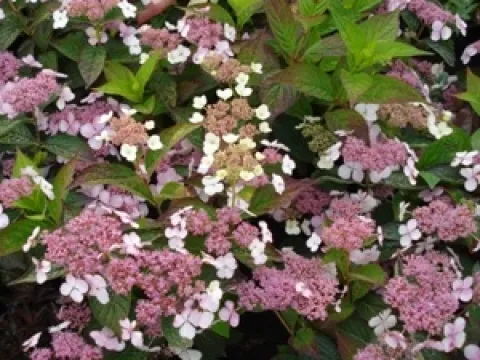 Hydrangea serrata 'Intermedia'