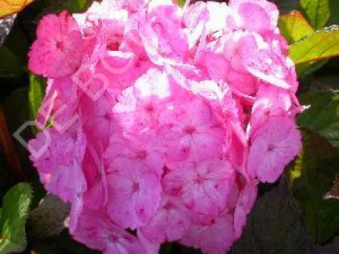 Hydrangea serrata 'Preziosa'