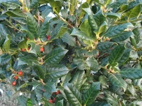 Ilex 'Nellie R. Stevens'