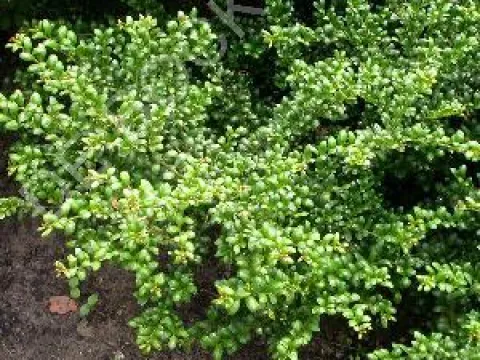 Ilex crenata 'Convexa'