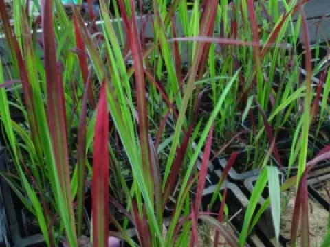 Imperata cylindrica 'Red Baron'