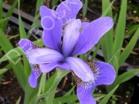 Iris sibirica 'Blue King'