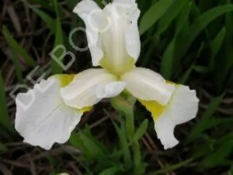 Iris sibirica 'Snow Queen'