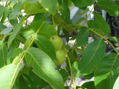 Juglans regia 'Broadview'
