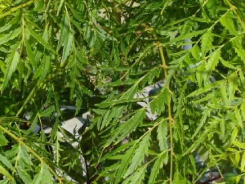 Juglans regia 'Laciniata'