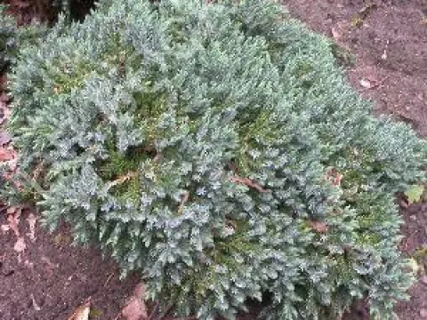 Juniperus squamata 'Blue Star'