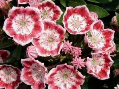 Kalmia latifolia 'Minuet'