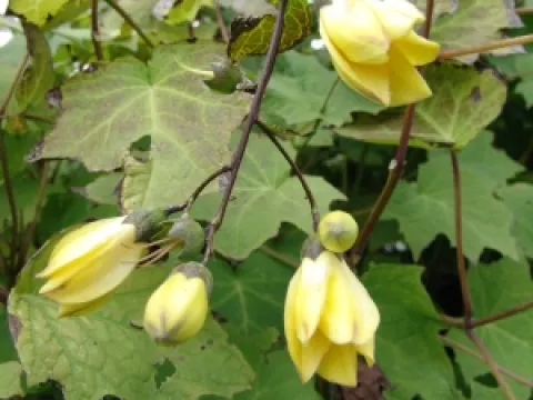 Kirengeshoma palmata